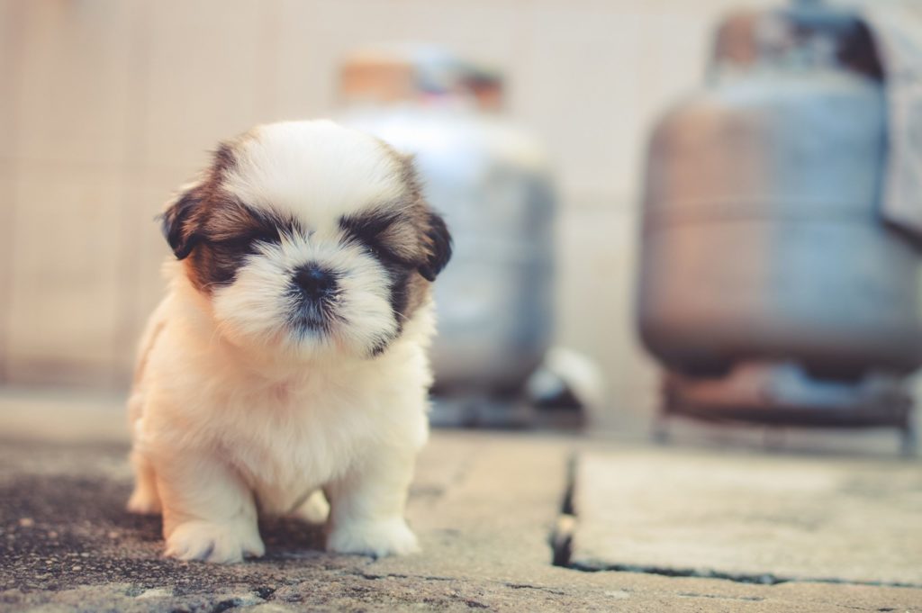 Carácter de perro raza Shihtzu
