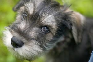 Carácter de la raza Schnauzer miniatura