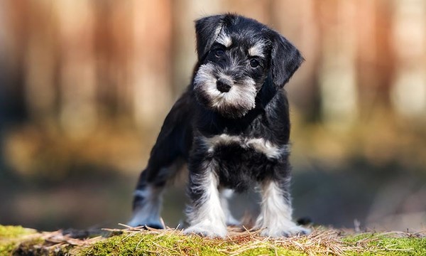 Comprar Schnauzer Mini