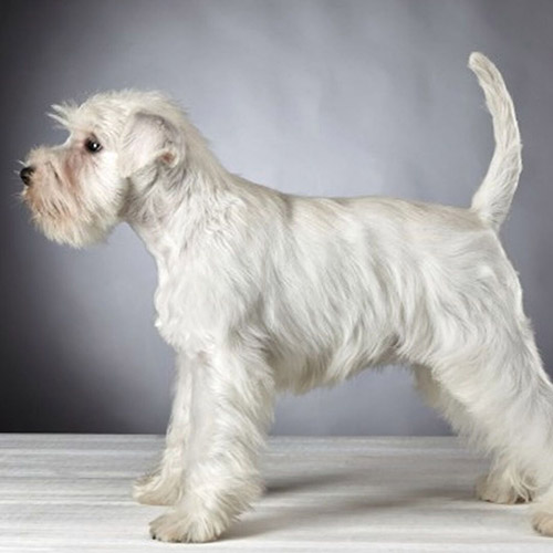 Comprar Scnhauzer blanco