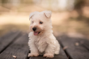 criadero de westy en españa