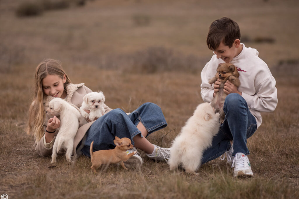 educación canina perros