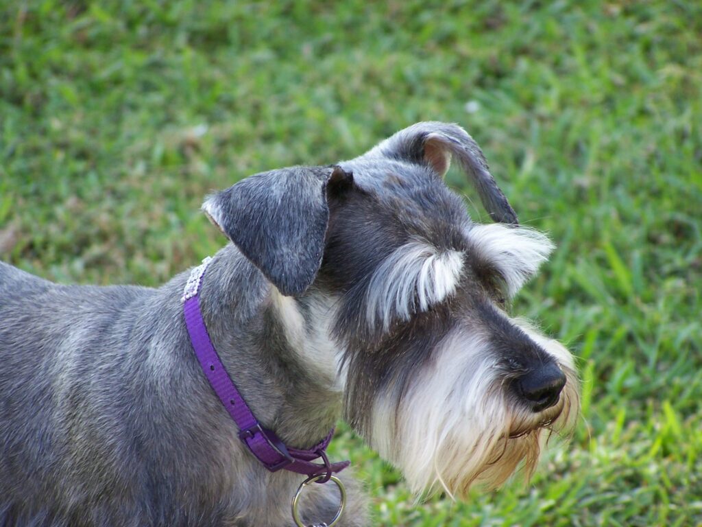 Tipos de Schnauzer perros