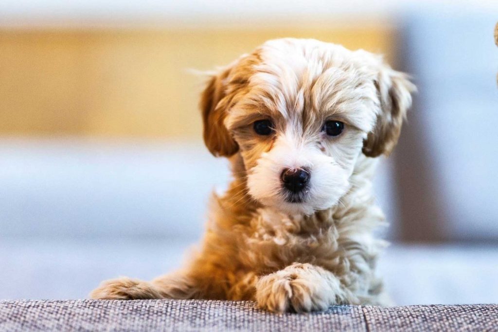 vacunas para perros