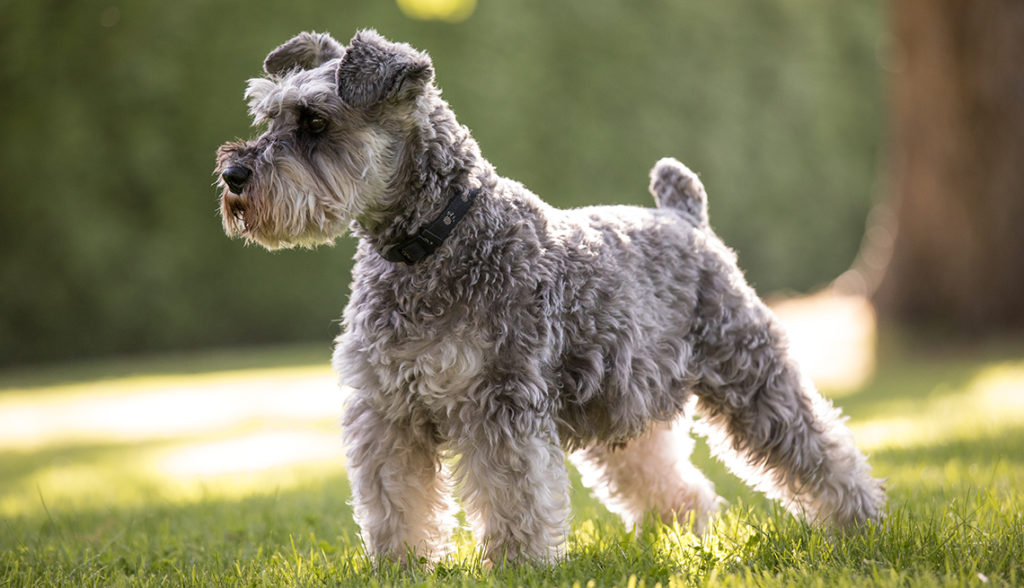 comprar perro hipoalergenico schnauzer