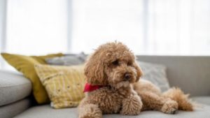 perros que no sueltan pelo