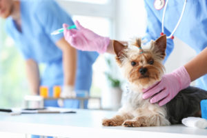 vacunas para perros