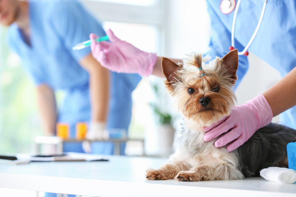 vacunas para perros