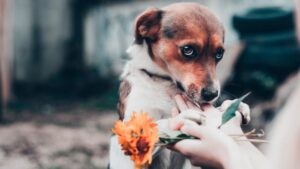 ansiedad por separación en los perros