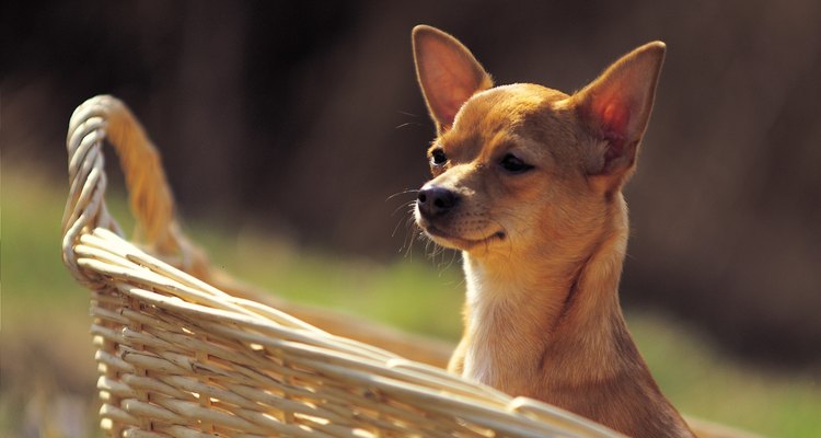 chihuahua-cabeza-ciervo