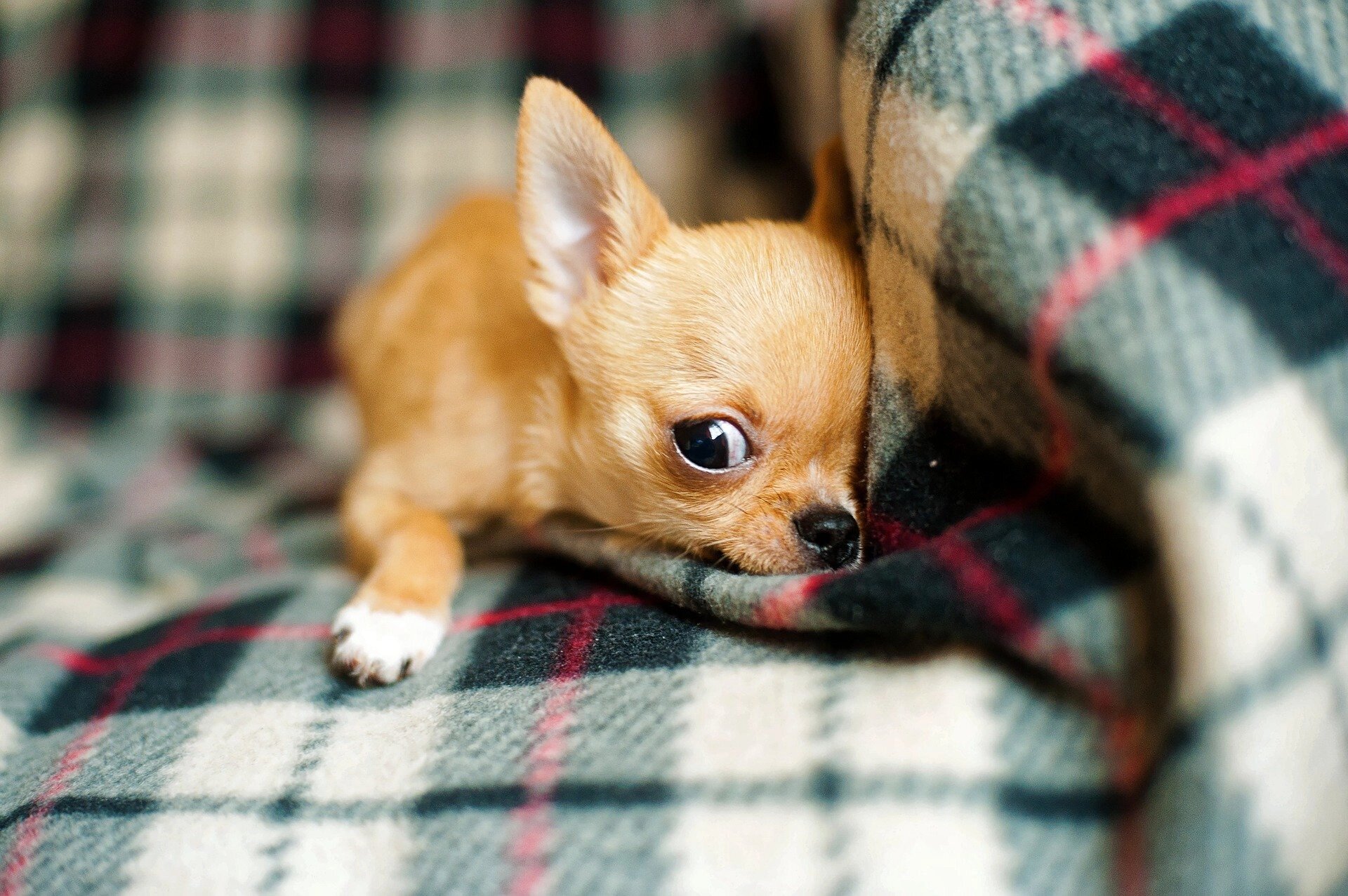 chihuahua-pelo-corto