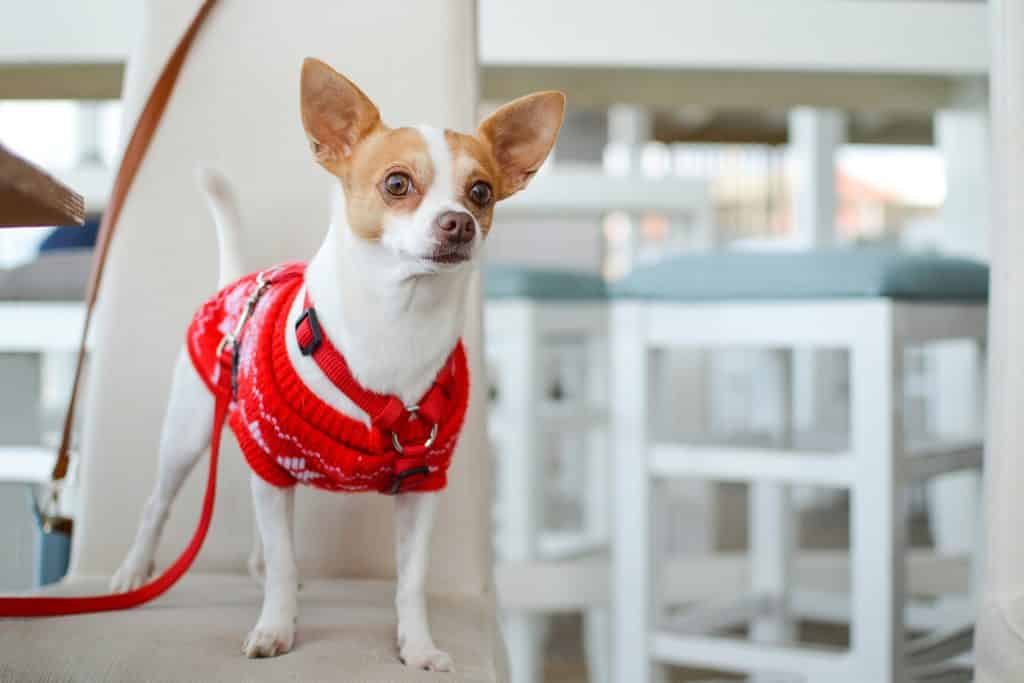 chihuahua cabeza de ciervo
