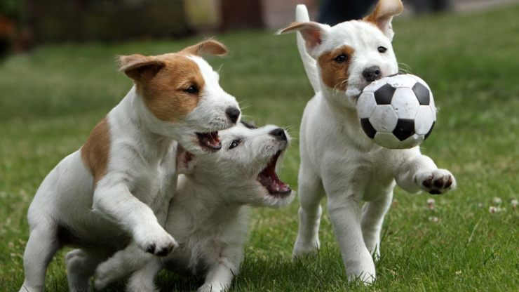 cachorros hiperactivos