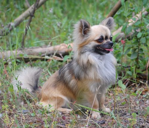 Chihuahua pelo largo