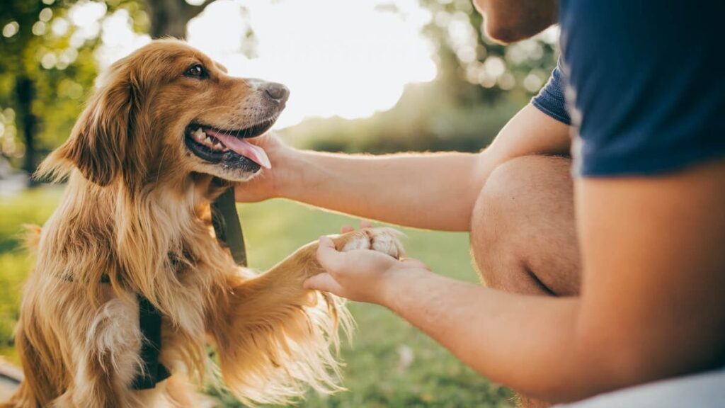 juegos para perros hiperactivos