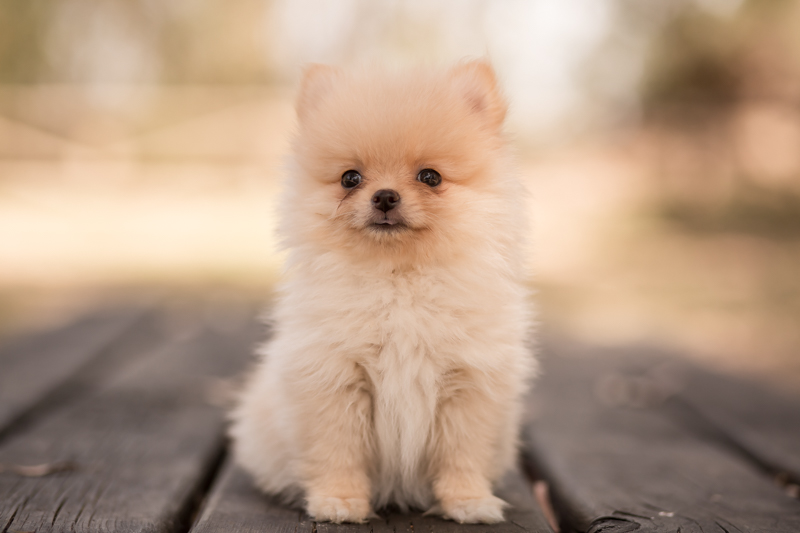lulú de pomerania