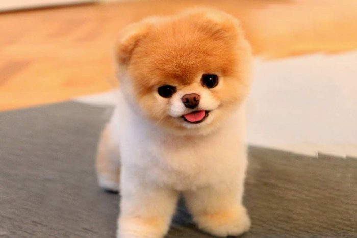pomerania boo