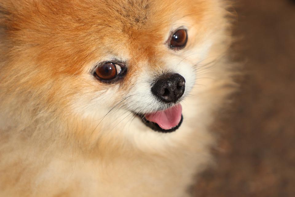 pomerania cara de muñeca