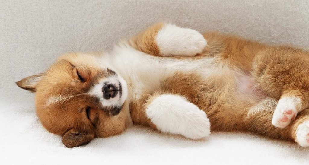 cachorro perro durmiendo