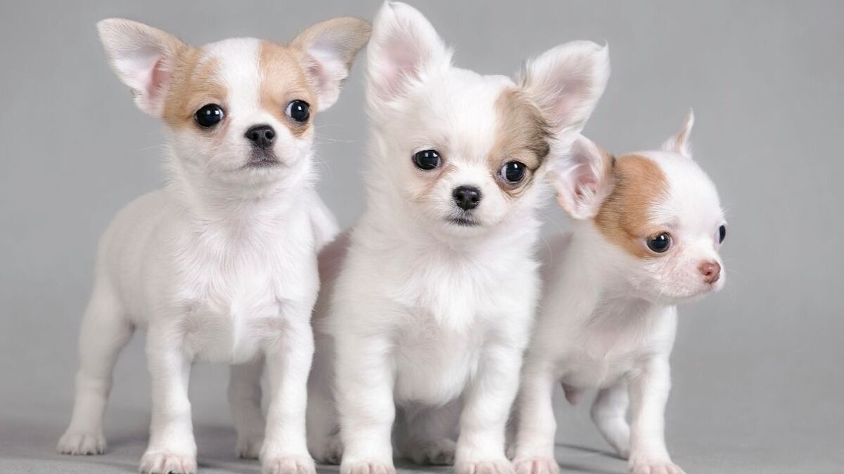 tipos de chihuahua