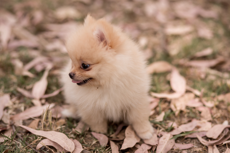 tipos de pomerania
