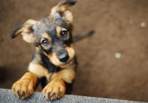 Cachorro de pastor alemán