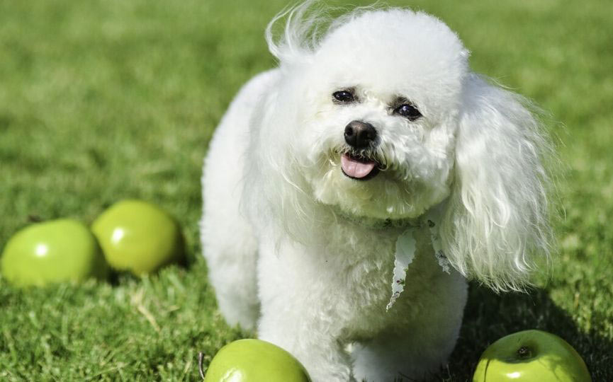 Bichon-Frise-enano