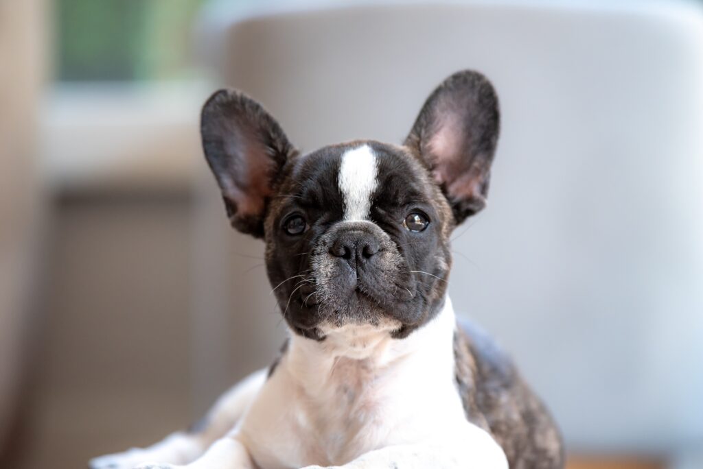 Bulldog-francés