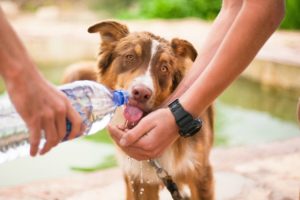 golpe de calor en los perros