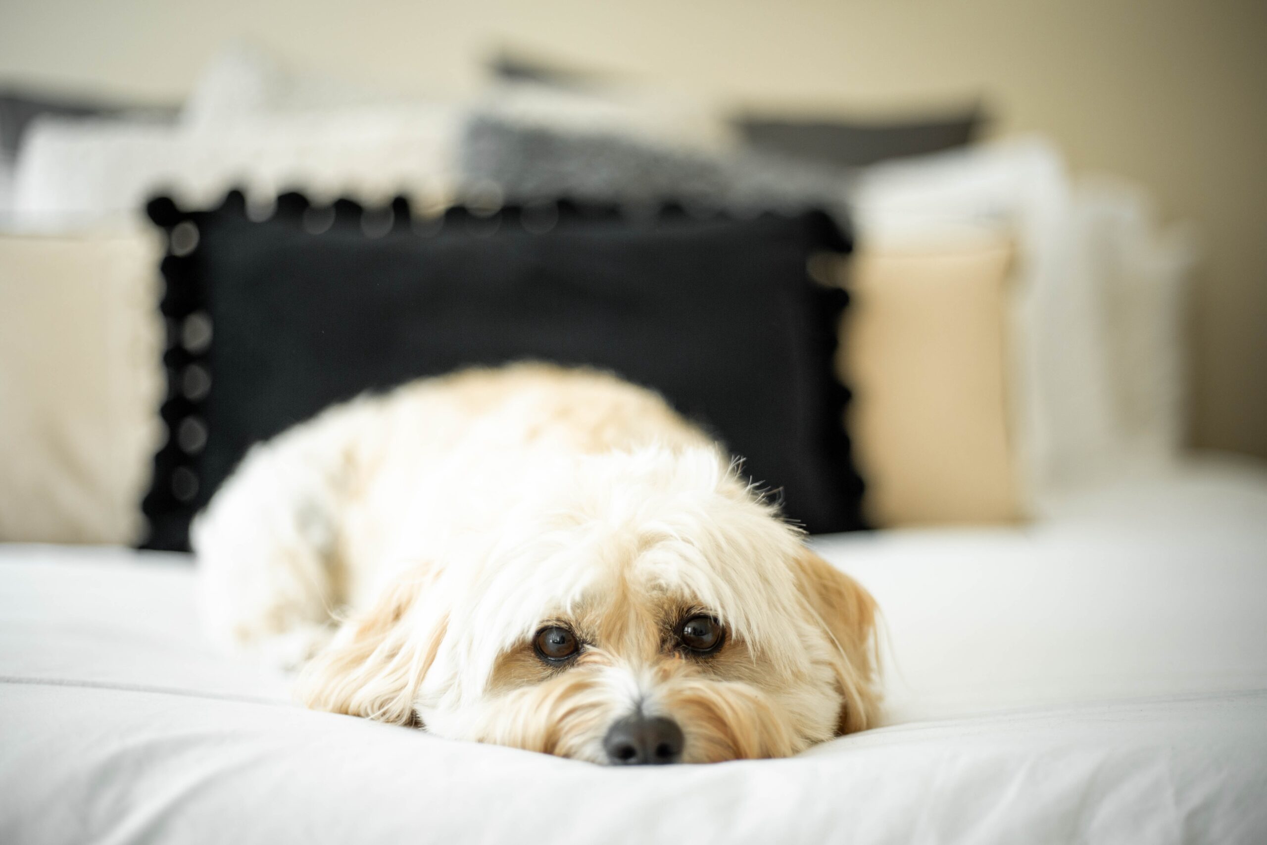 los mejores perros para vivir en un piso