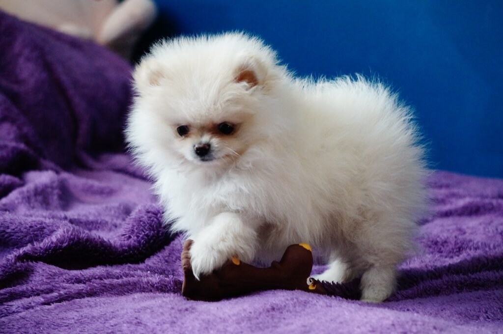 Pomerania