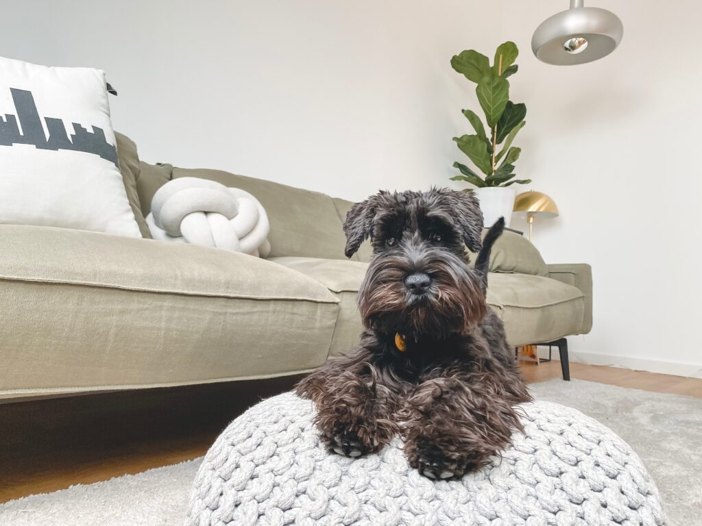 Schnauzer