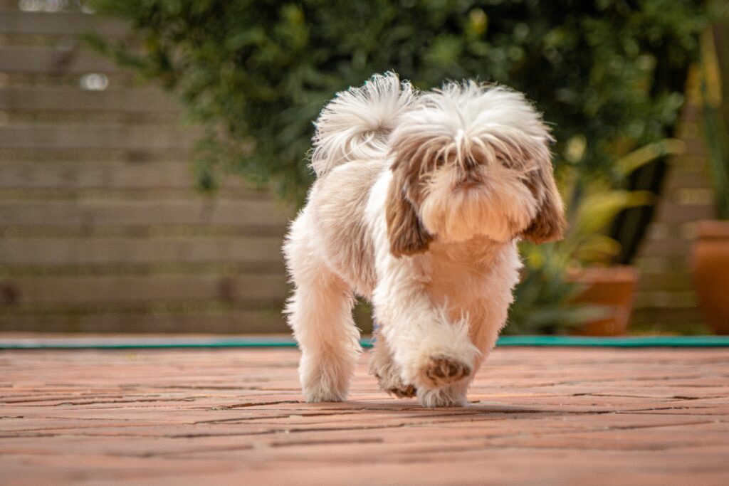 Shih-tzu
