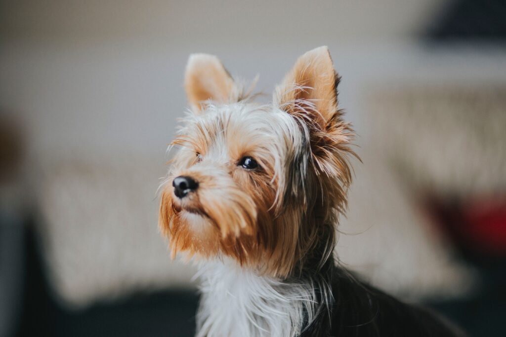 Yorkshire-Terrier