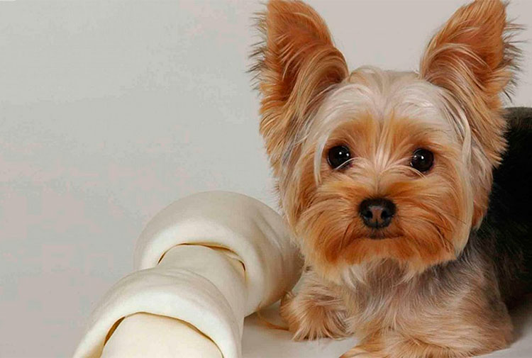 Yorkshire-Terrier-enano