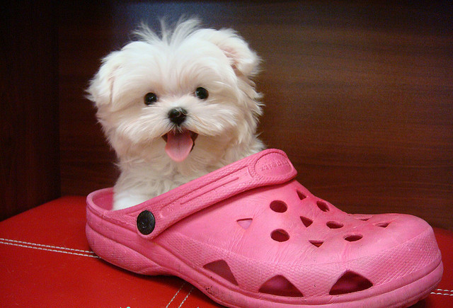 bichon-maltes-enano