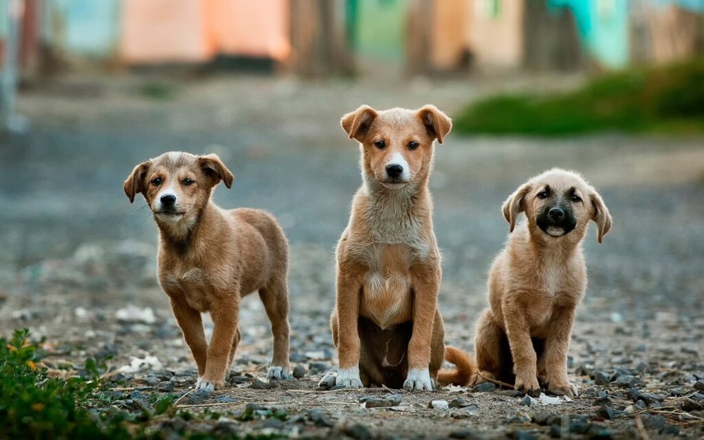 cachorros de protectora