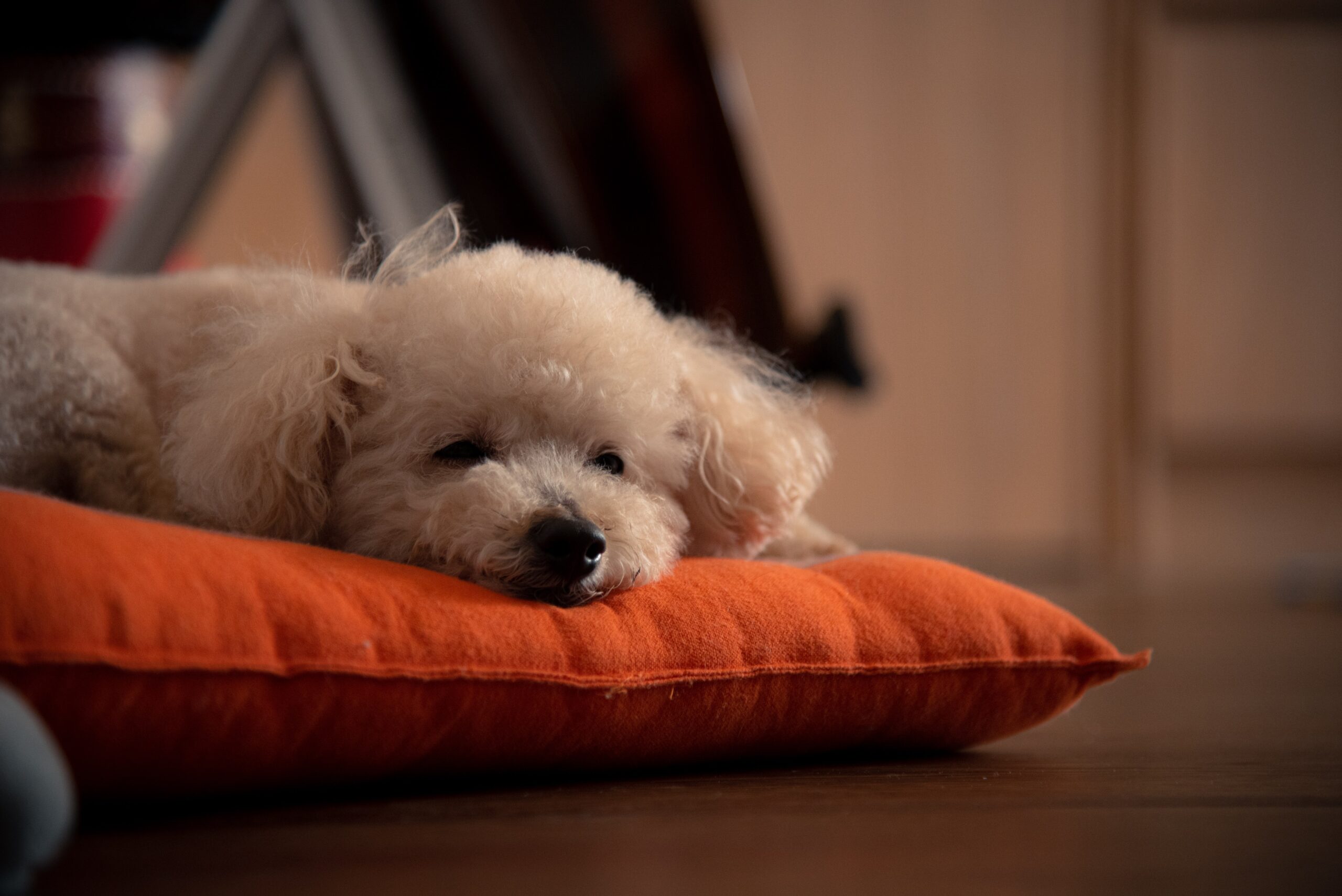 caniche