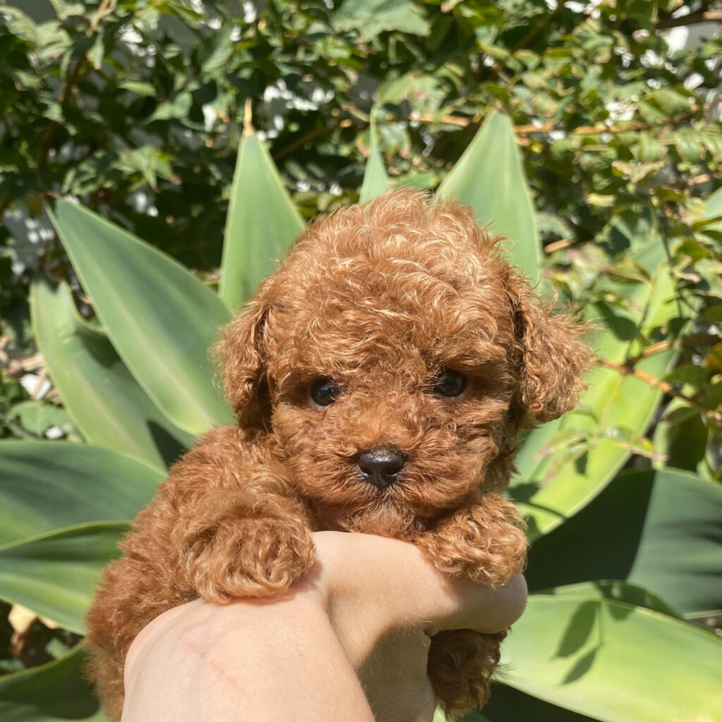 caniche-toy-mini