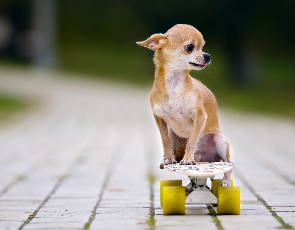 los perros más pequeños del mundo
