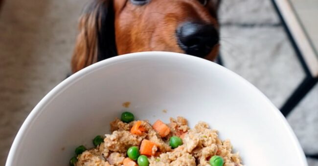 comida-saludable-para-perros