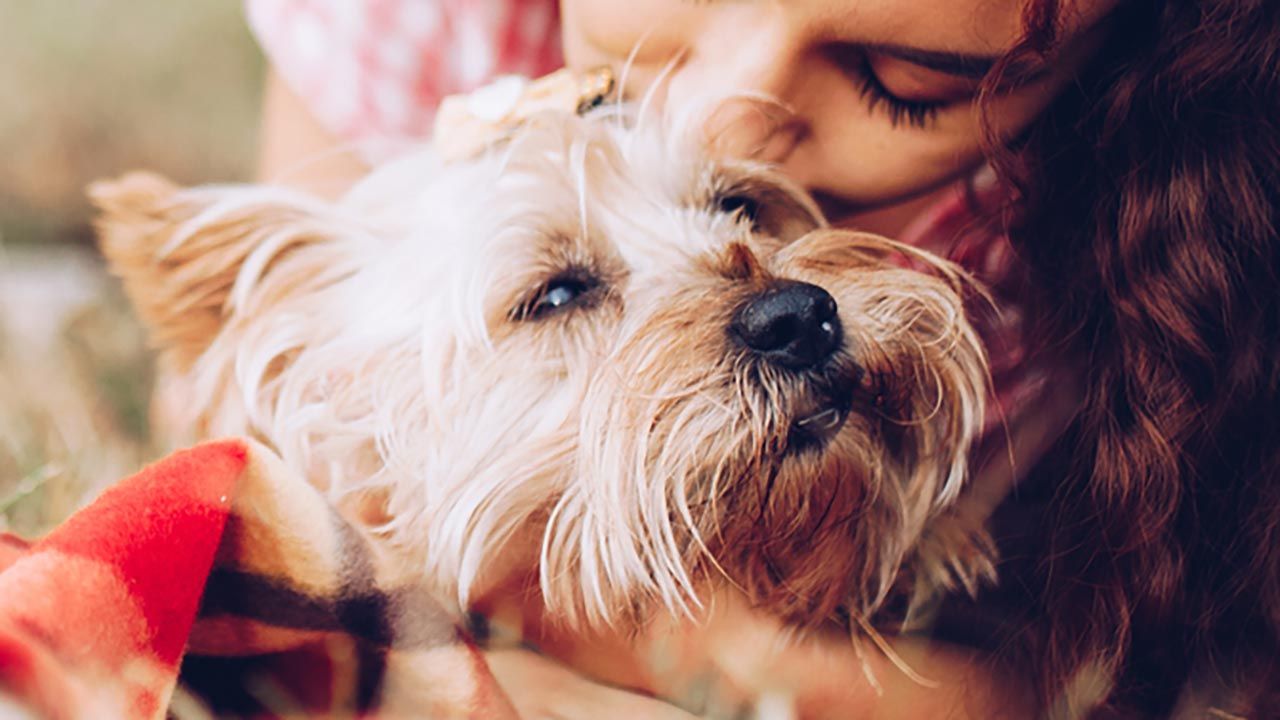 los perros más pequeños del mundo