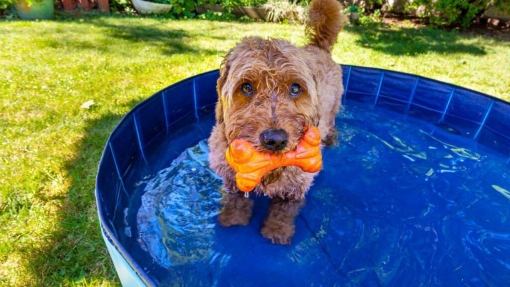 piscina-para-perros