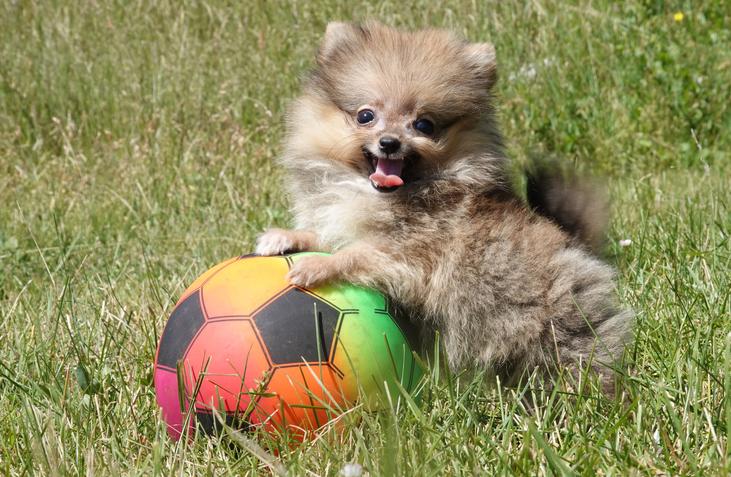 pomerania-miniatura-en-venta
