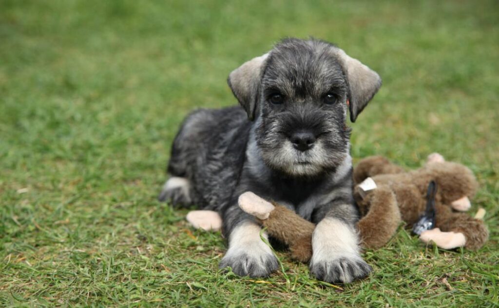 schnauzer-miniatura-enano