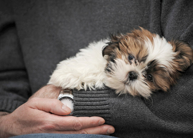 shih-tzu-enano-miniatura