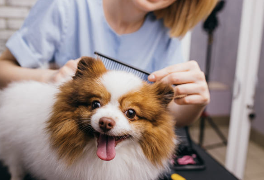 Cambio pelaje perros en otoño