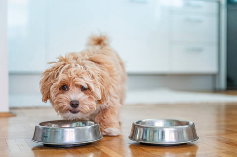 Hábitos alimentación perros