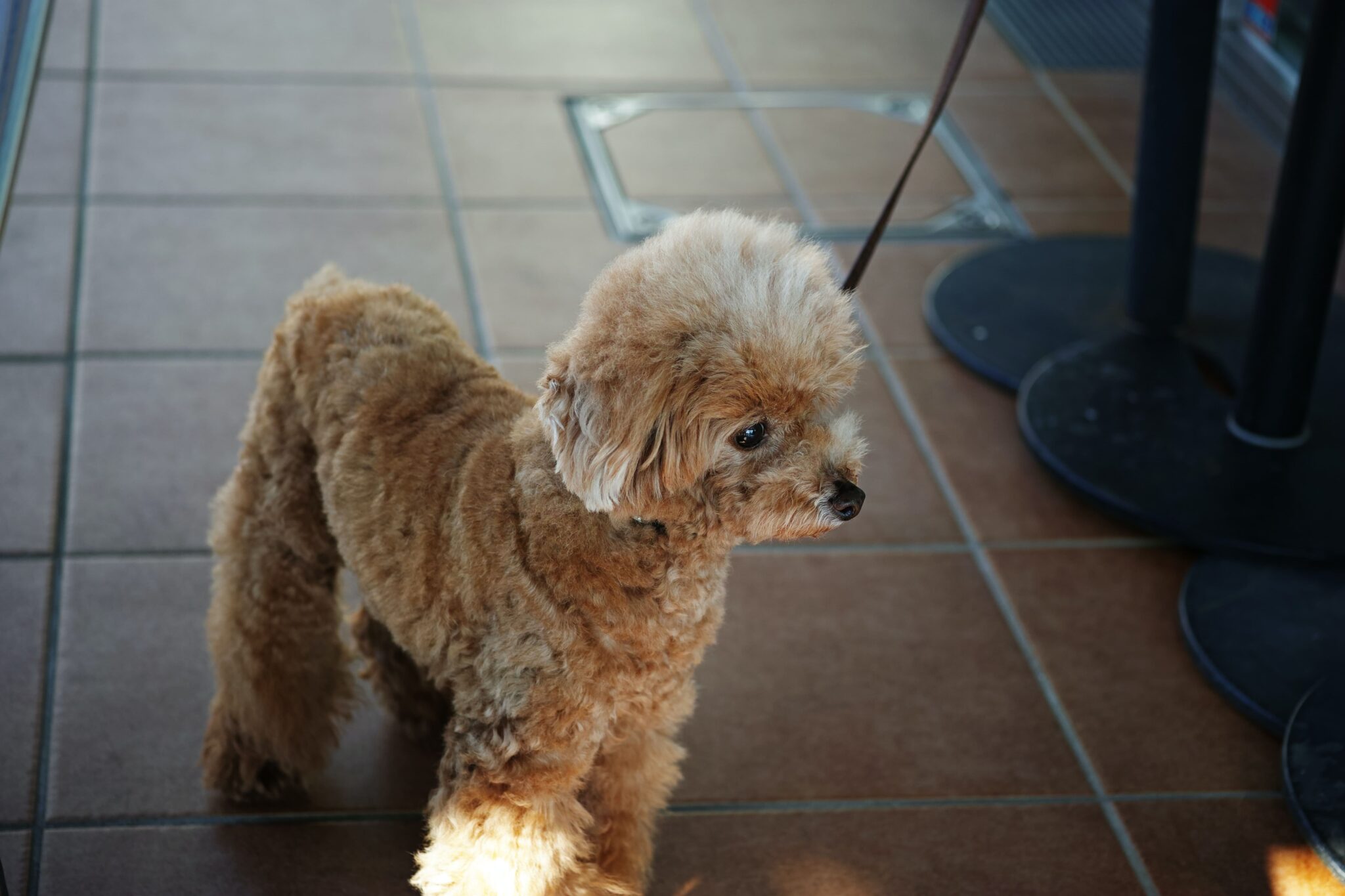 Los mejores 50 nombres para perros pequeños, ¡lista completa! - SiempreCan