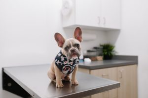 Seguros para perros